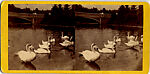 [170 Stereographic Views of Bow Bridge, Central Park, New York], Various, American, Albumen silver prints