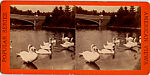 [170 Stereographic Views of Bow Bridge, Central Park, New York], Various, American, Albumen silver prints