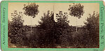 [21 Stereographic Views of Iron Bridge, Central Park, New York], Various, American, Albumen silver prints