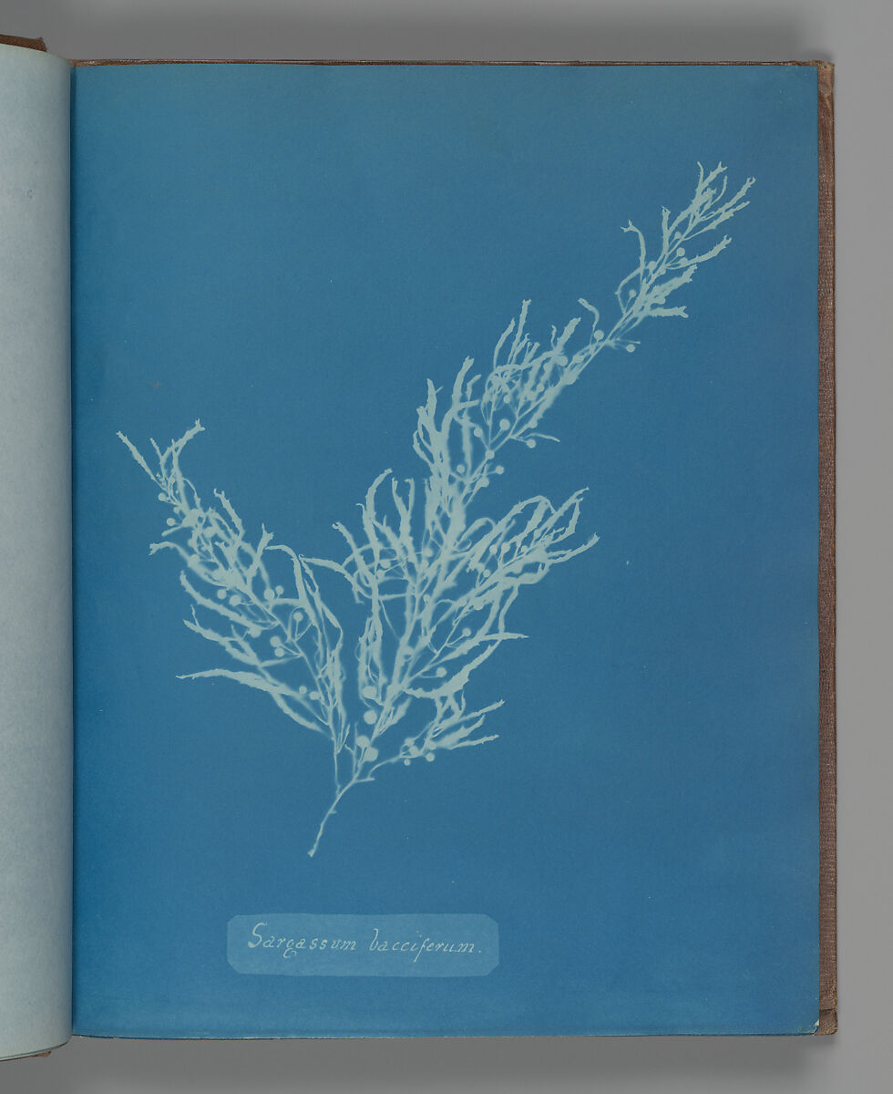 Sargassum bacciferum, Anna Atkins (British, 1799–1871), Cyanotype 