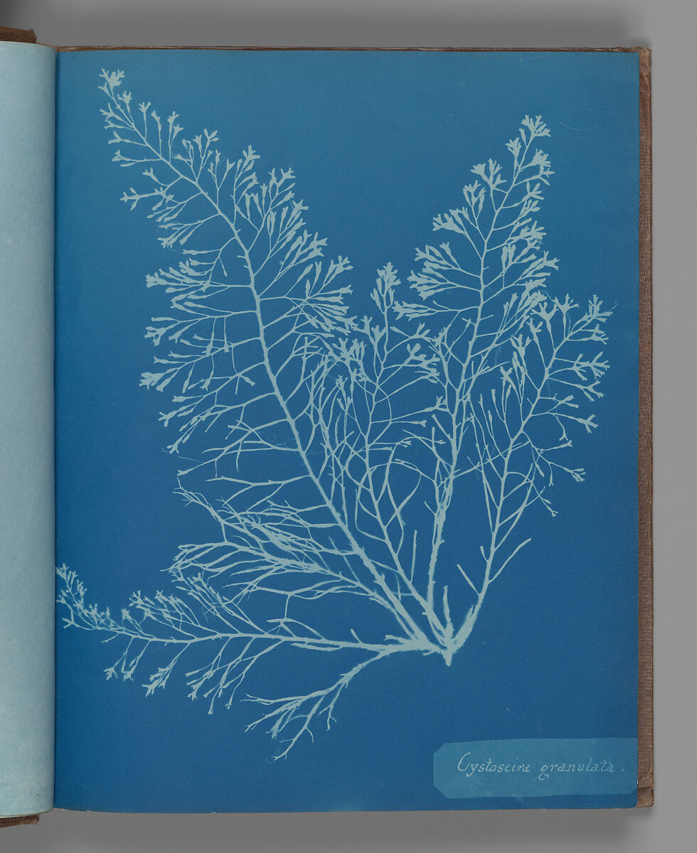 Cystoseira granulata, Anna Atkins (British, 1799–1871), Cyanotype 