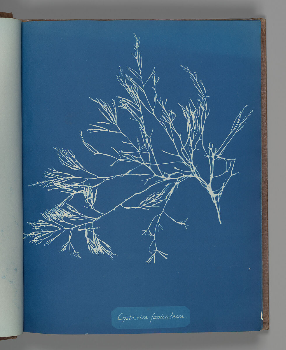 Cystoseira fæniculacea, Anna Atkins (British, 1799–1871), Cyanotype 