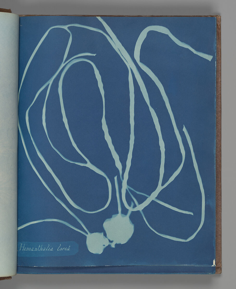 Himanthalia lorea, Anna Atkins (British, 1799–1871), Cyanotype 