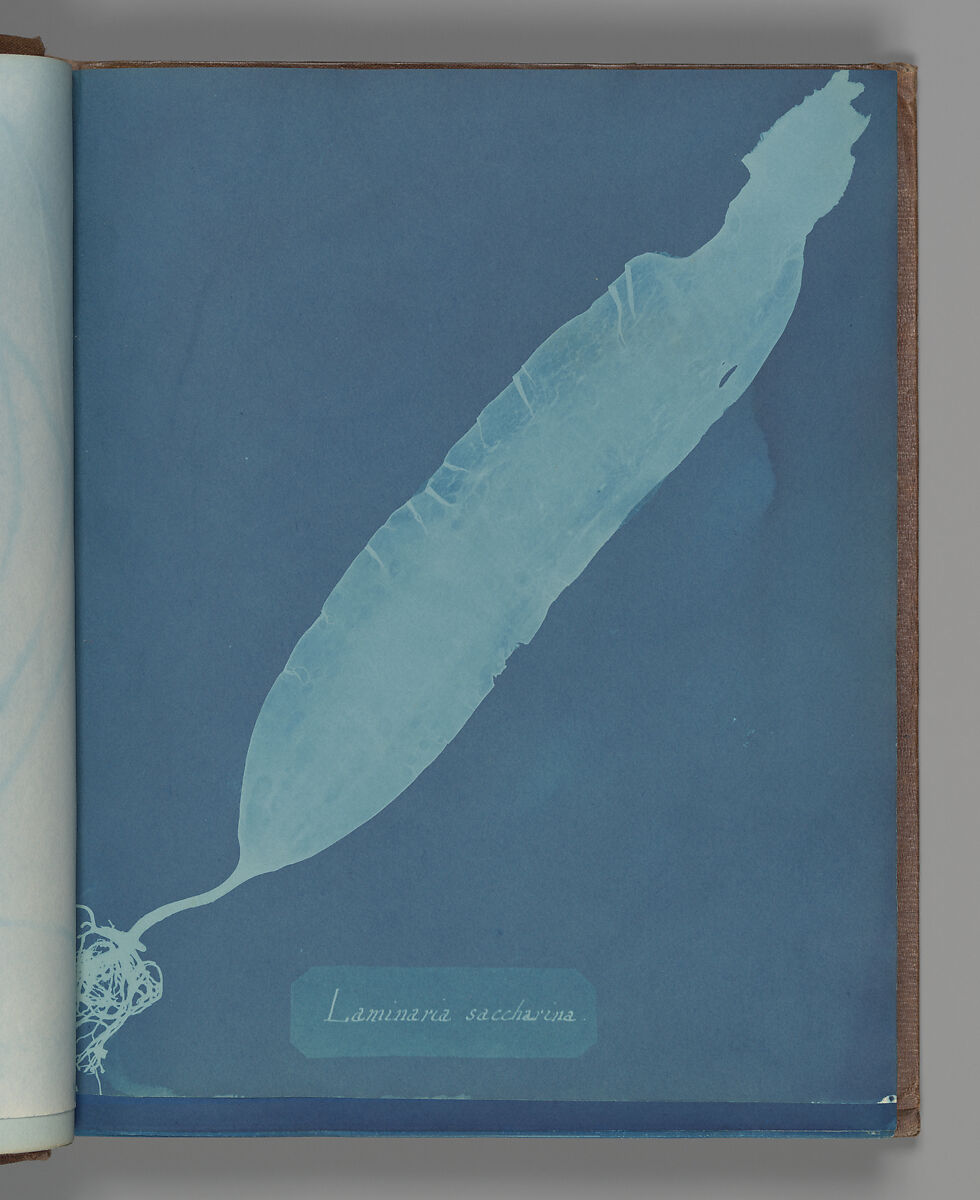 Laminaria saccharina, Anna Atkins (British, 1799–1871), Cyanotype 