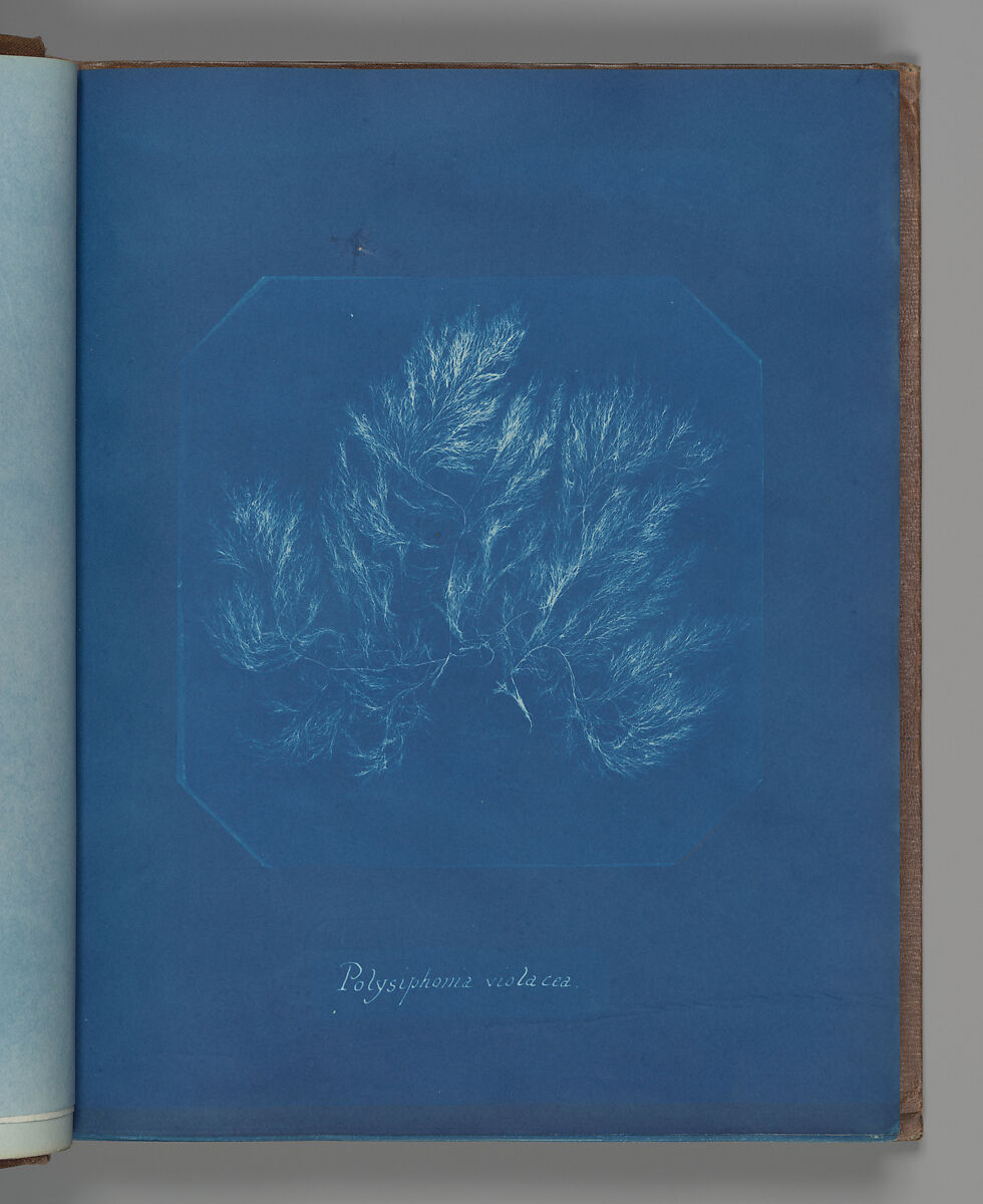 Polysiphonia violacea, Anna Atkins (British, 1799–1871), Cyanotype 