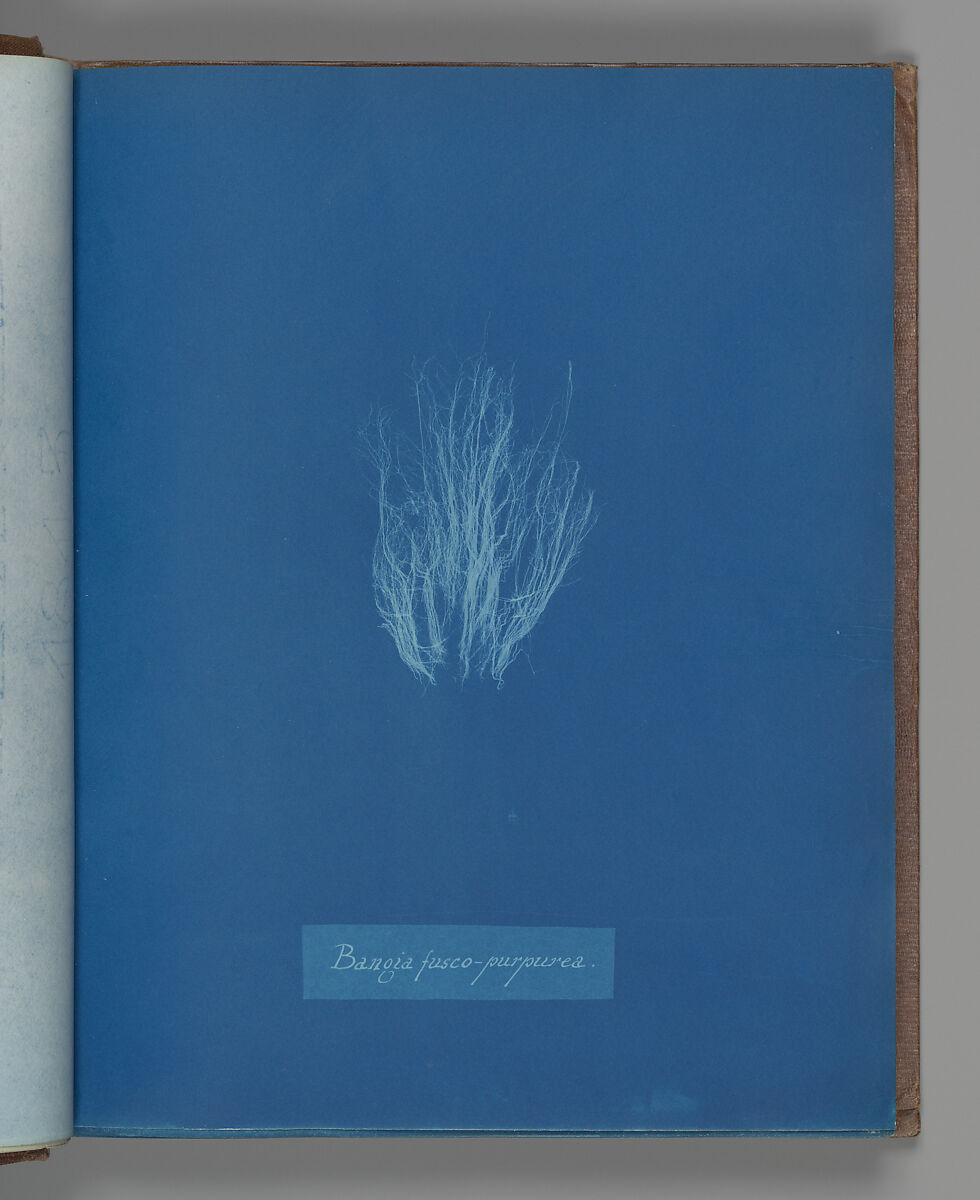 Bangia fusco-purpurea, Anna Atkins (British, 1799–1871), Cyanotype 