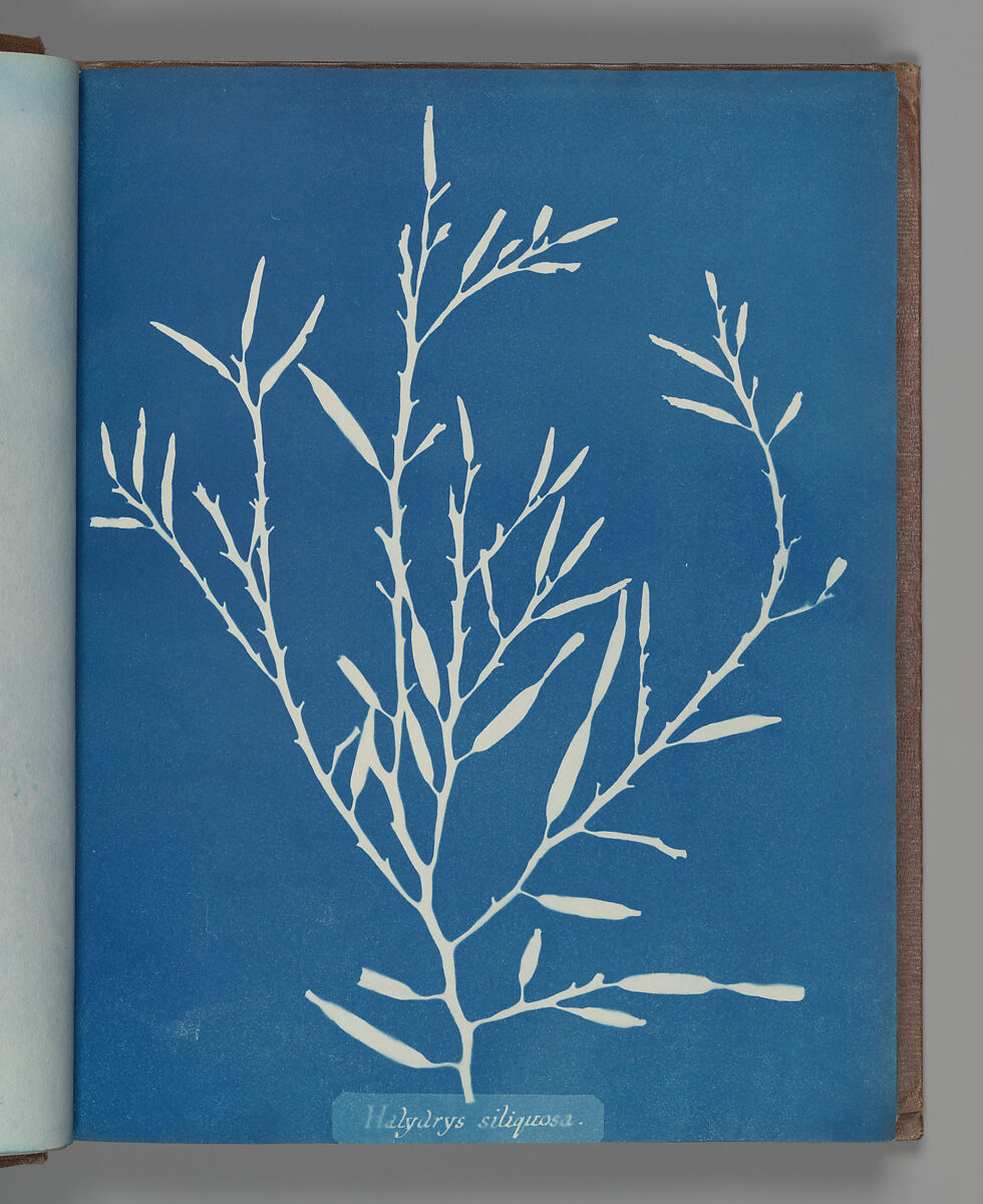 Halydrys siliquosa, Anna Atkins (British, 1799–1871), Cyanotype 