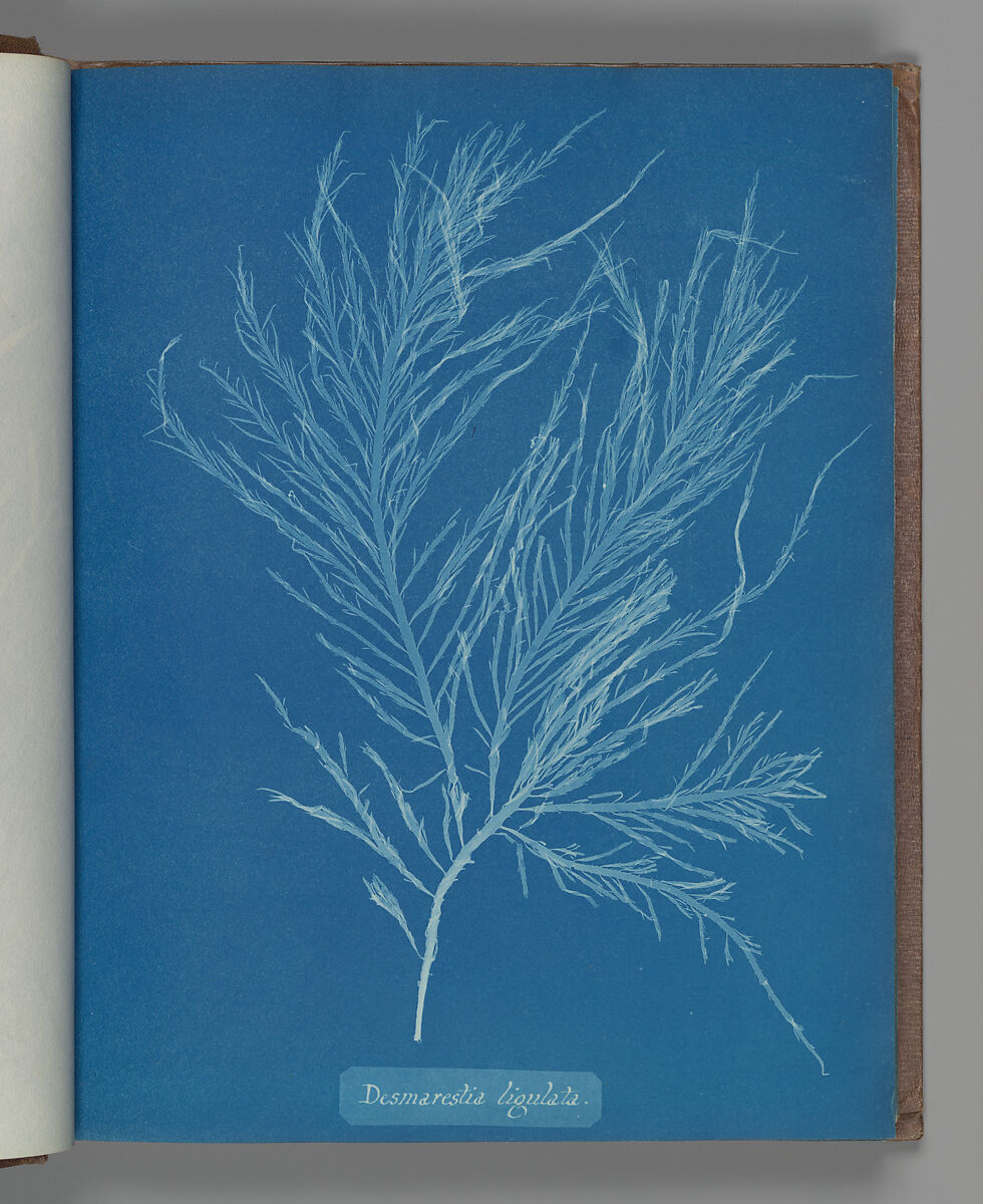 Desmarestia liqulata, Anna Atkins (British, 1799–1871), Cyanotype 
