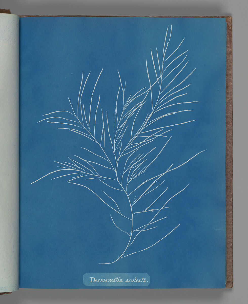 Desmarestia aculeata, Anna Atkins (British, 1799–1871), Cyanotype 