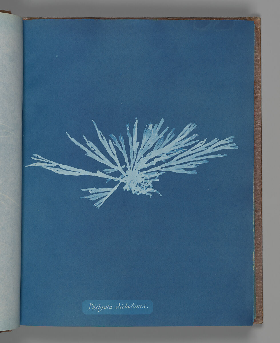 Dictyota dichotoma, Anna Atkins (British, 1799–1871), Cyanotype 