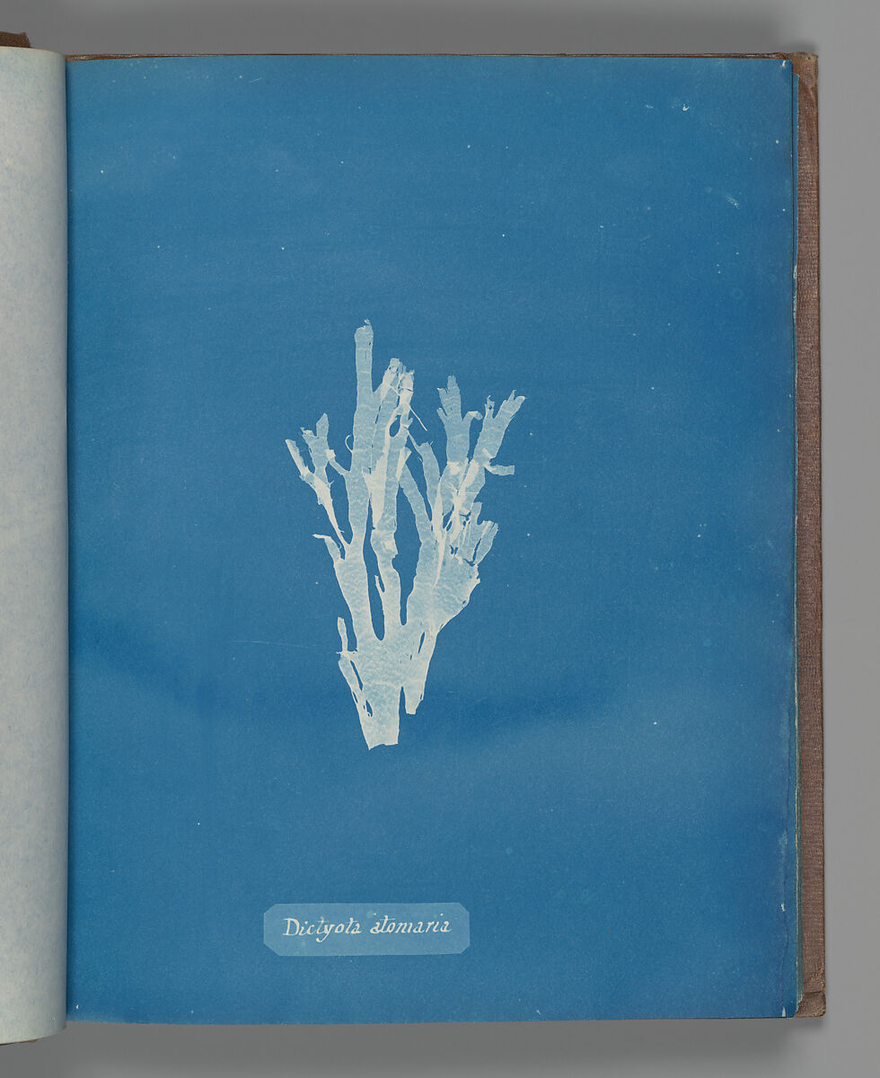 Dictyota atomaria, Anna Atkins (British, 1799–1871), Cyanotype 