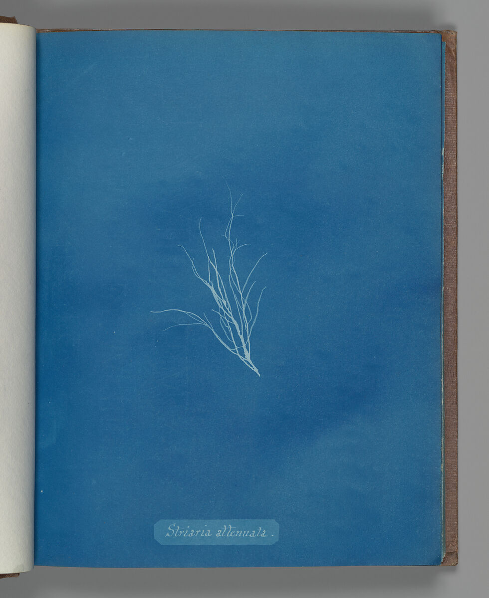 Striaria attenuata, Anna Atkins (British, 1799–1871), Cyanotype 