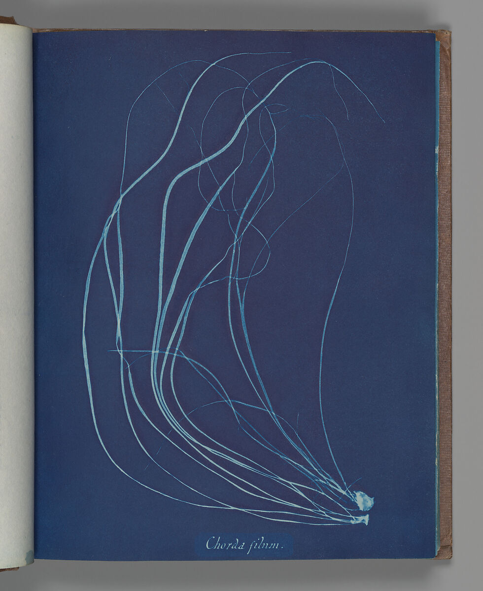 Chorda filum, Anna Atkins (British, 1799–1871), Cyanotype 