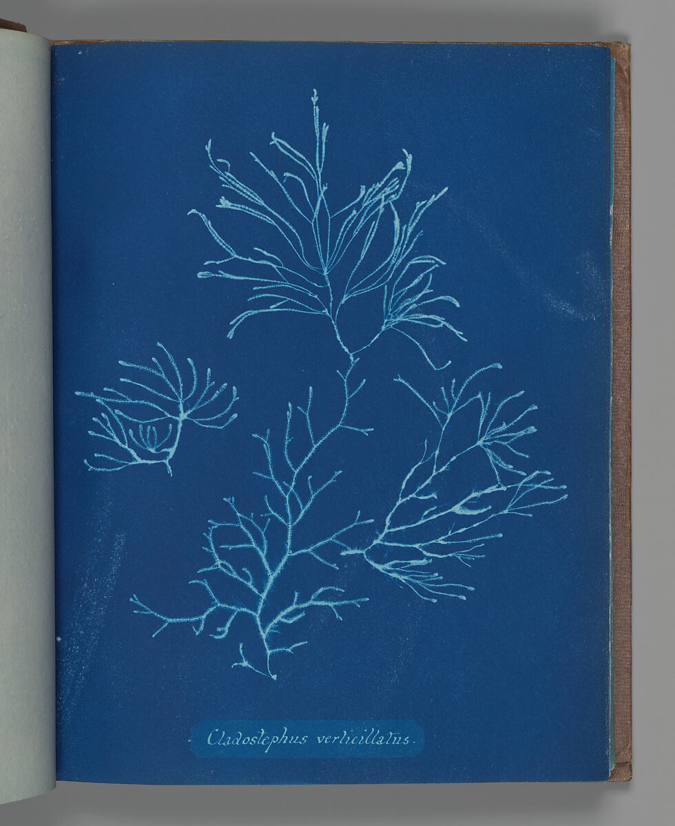 Cladostephus verticillatus, Anna Atkins (British, 1799–1871), Cyanotype 