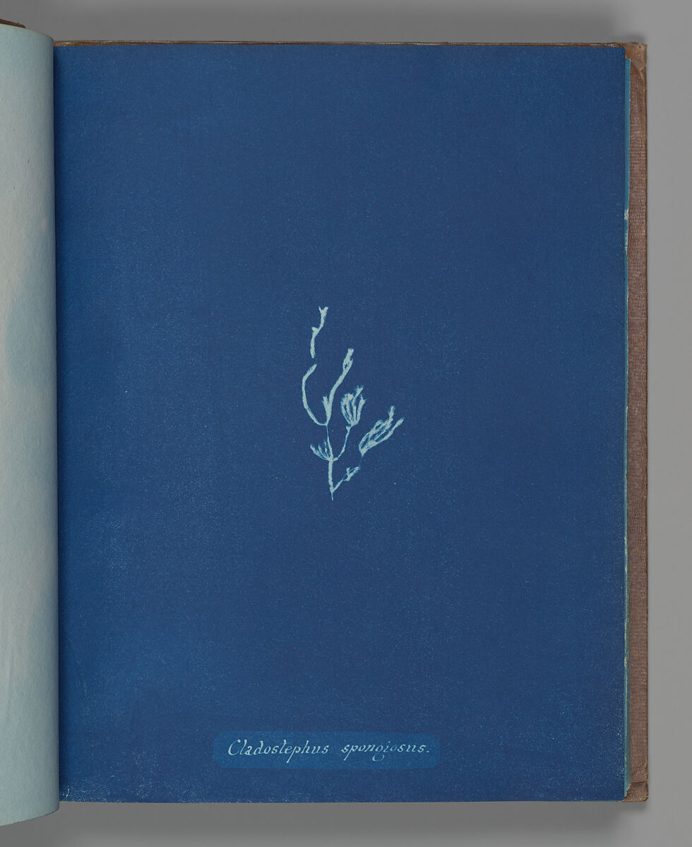 Cladostephus spongiosus, Anna Atkins (British, 1799–1871), Cyanotype 