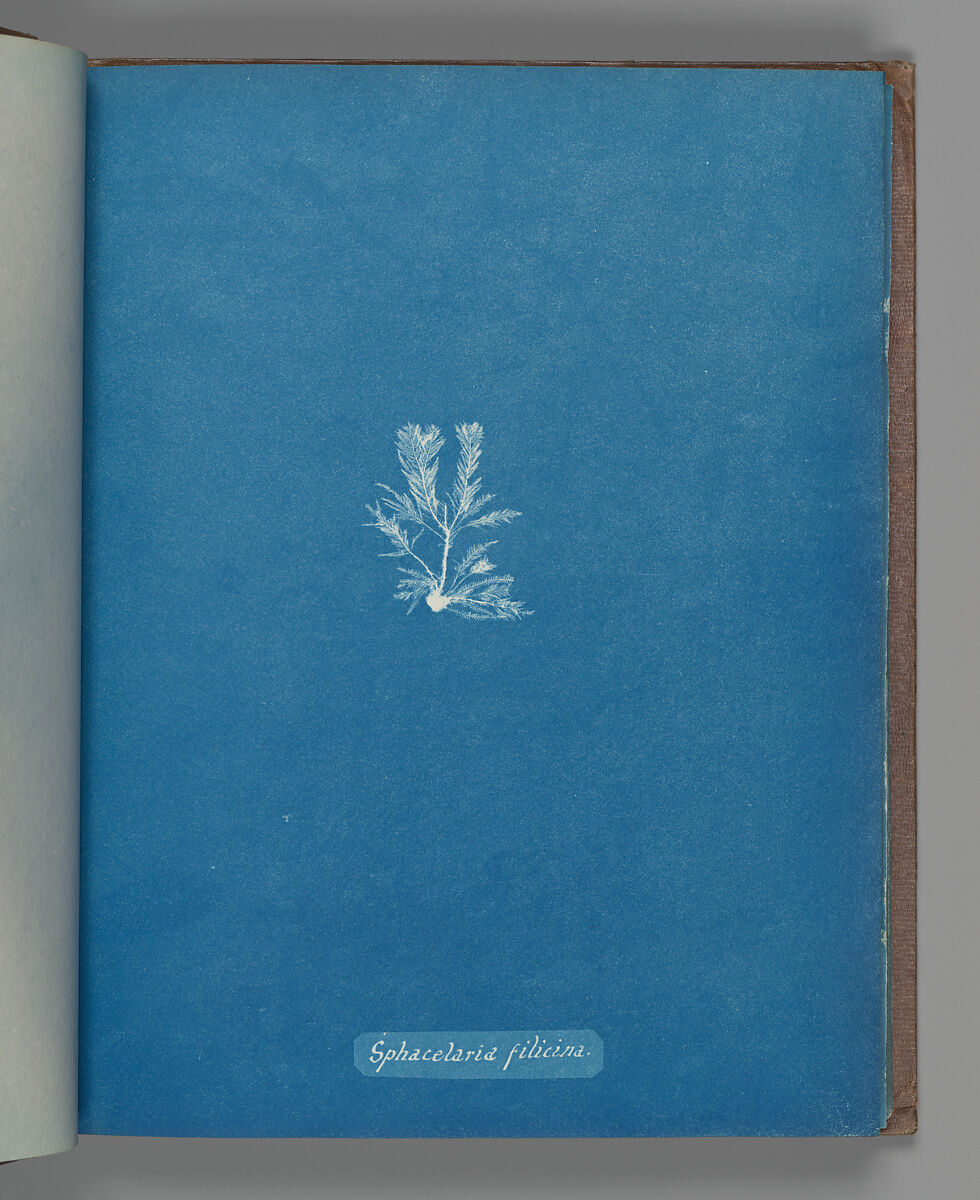 Sphacelaria filicina, Anna Atkins (British, 1799–1871), Cyanotype 