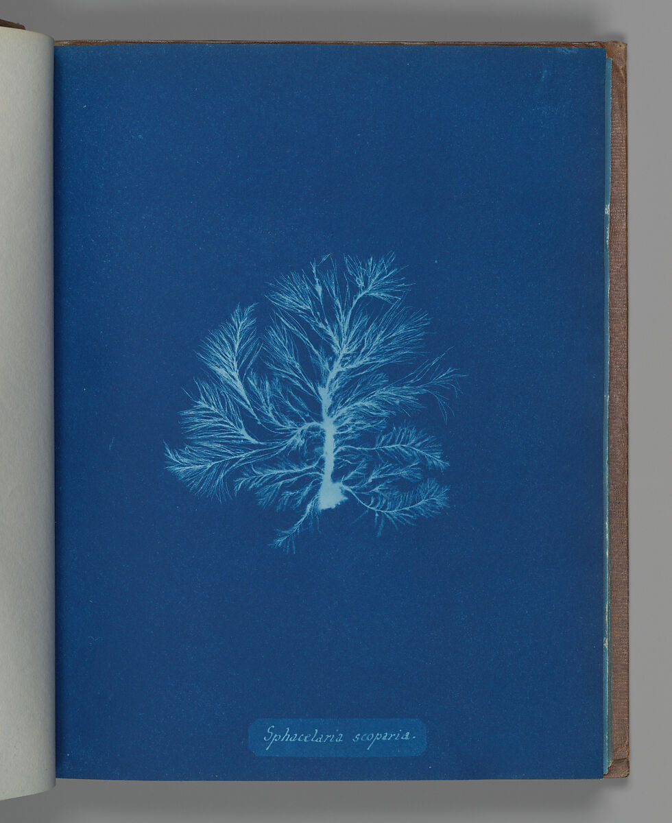Sphacelaria scoparia, Anna Atkins (British, 1799–1871), Cyanotype 