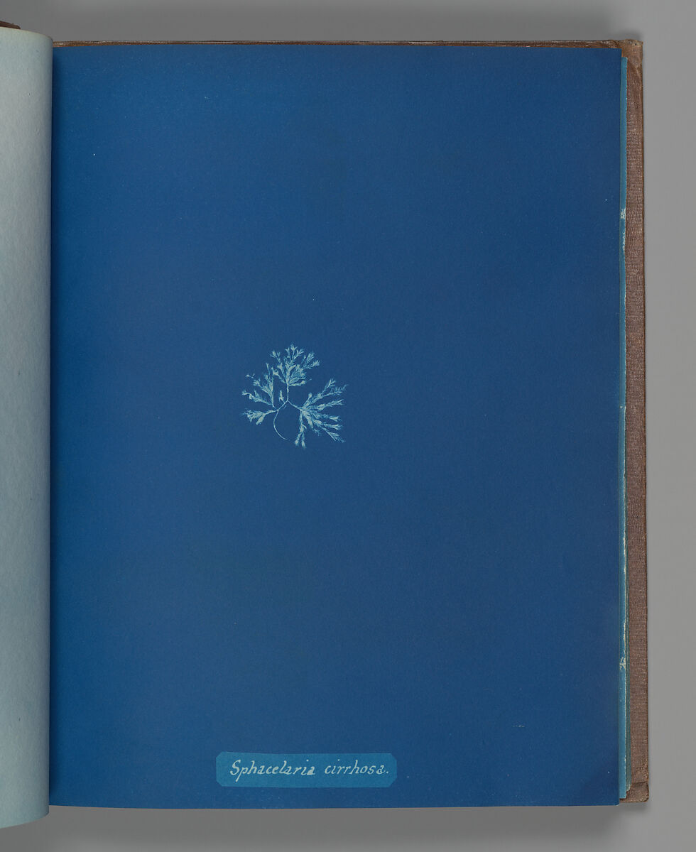 Sphacelaria cirrhosa, Anna Atkins (British, 1799–1871), Cyanotype 