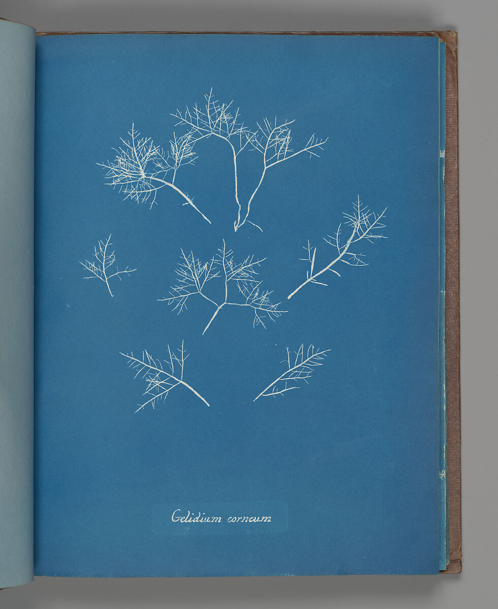 Gelidium corneum, Anna Atkins (British, 1799–1871), Cyanotype 