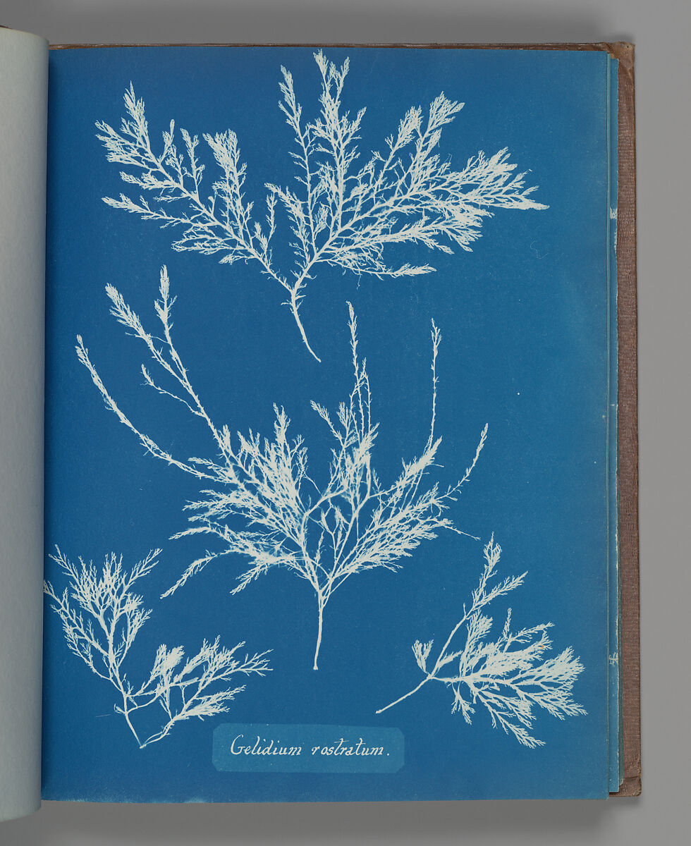 Gelidium rostratum, Anna Atkins (British, 1799–1871), Cyanotype 