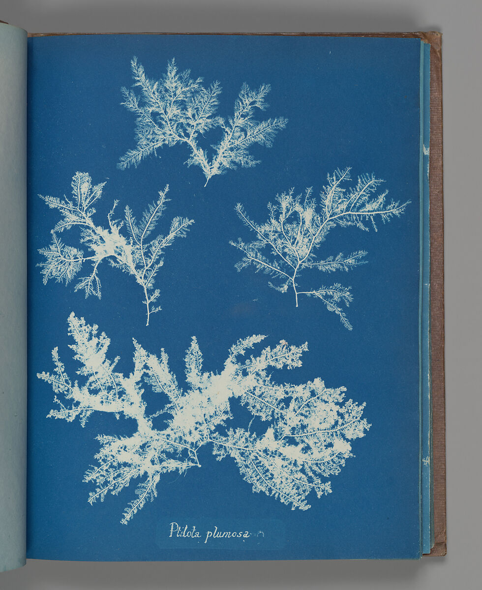 Ptilota plumosa, Anna Atkins (British, 1799–1871), Cyanotype 