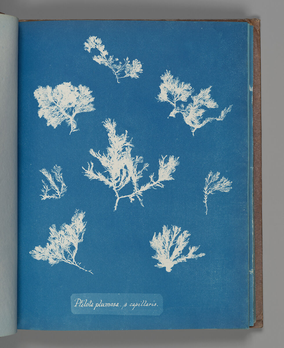 Ptilota plumosa. ß capillaris, Anna Atkins (British, 1799–1871), Cyanotype 