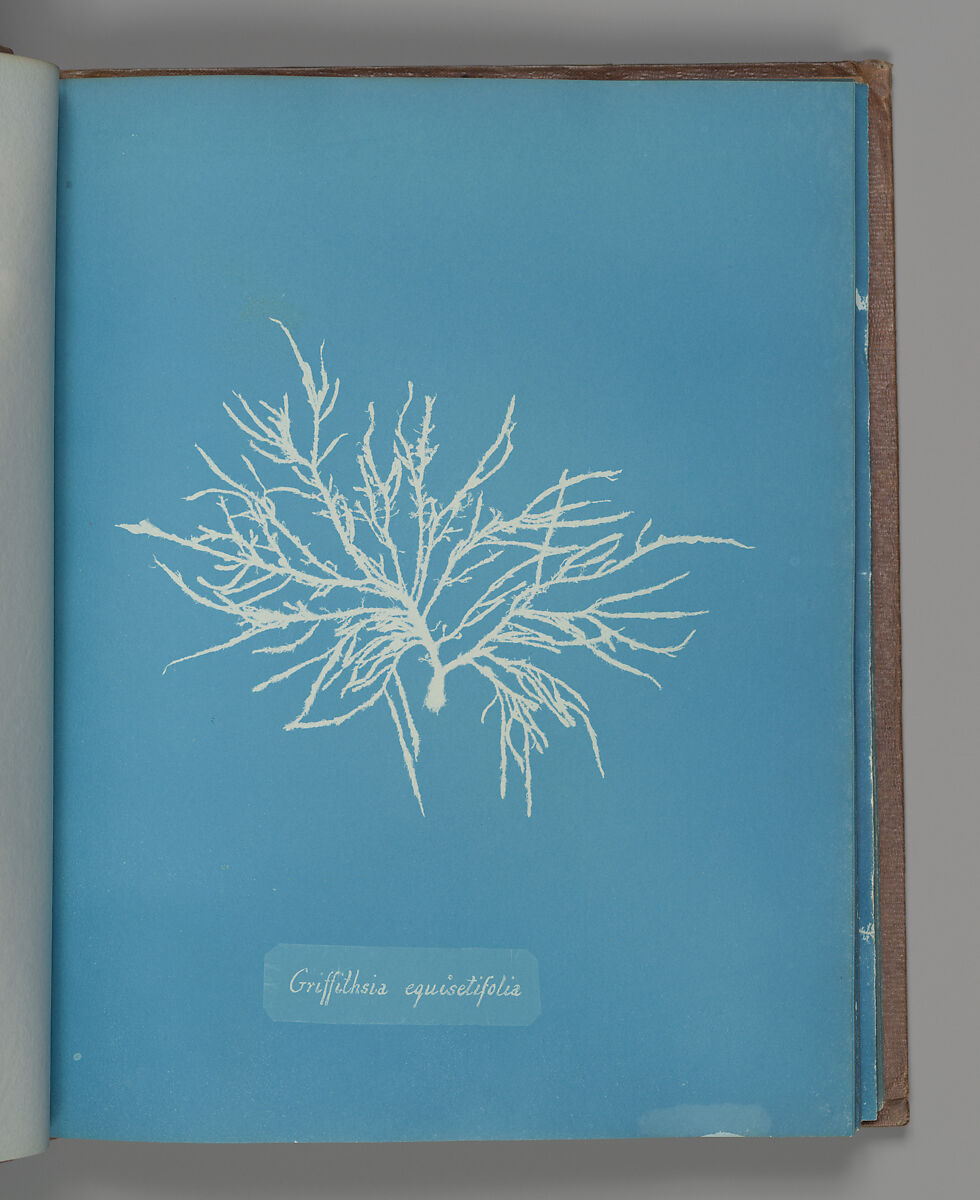 Griffithsia equisetifolia, Anna Atkins (British, 1799–1871), Cyanotype 