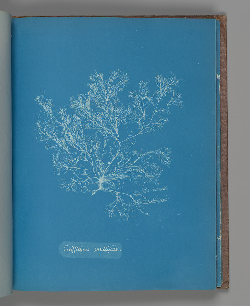 Griffithsia multifida, Anna Atkins (British, 1799–1871), Cyanotype 