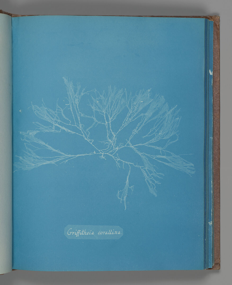 Griffithsia corallina, Anna Atkins (British, 1799–1871), Cyanotype 