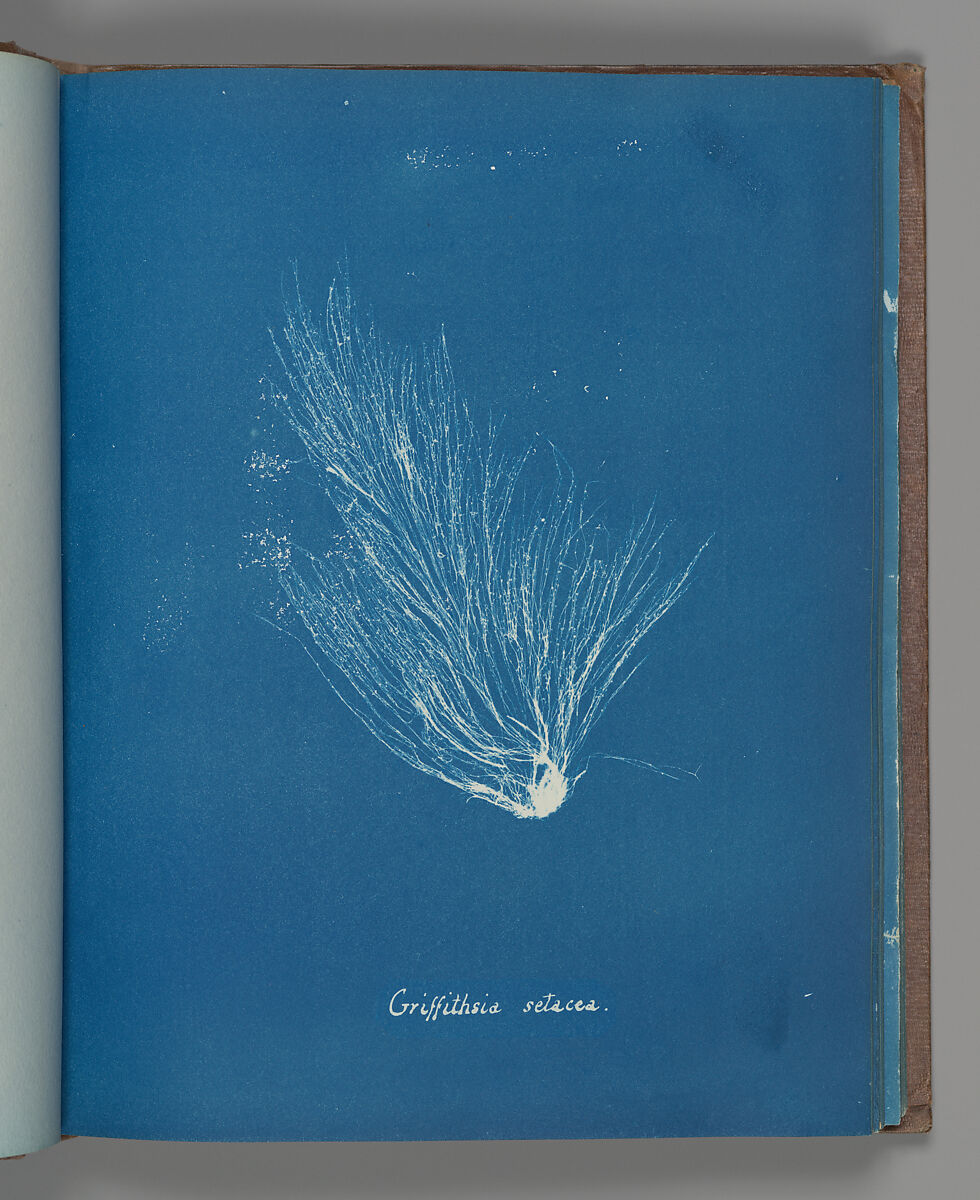 Griffithsia setacea, Anna Atkins (British, 1799–1871), Cyanotype 