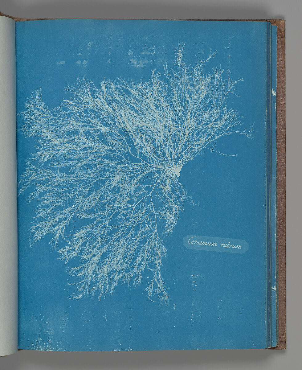Ceramium rubrum, Anna Atkins (British, 1799–1871), Cyanotype 
