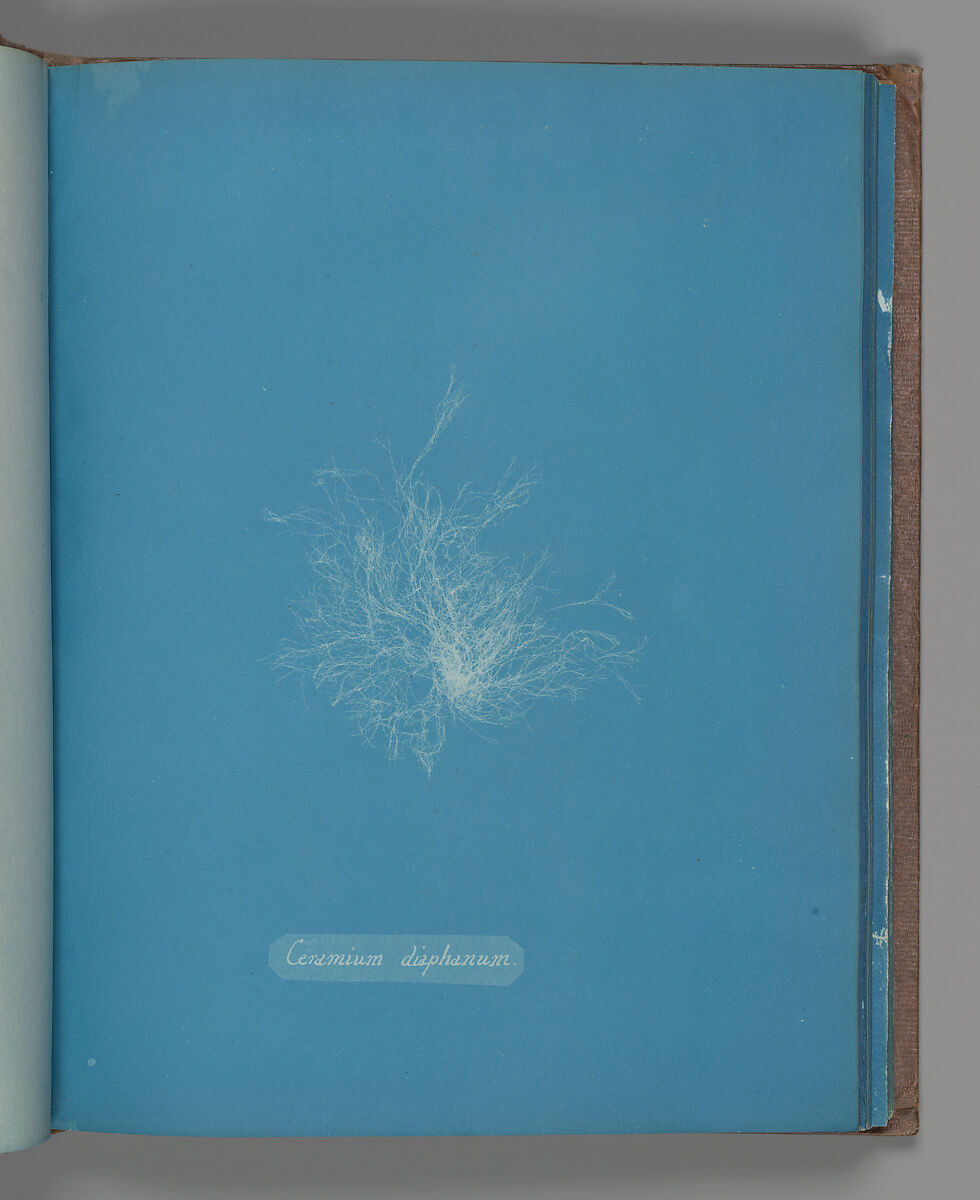 Ceramium diaphanum, Anna Atkins (British, 1799–1871), Cyanotype 
