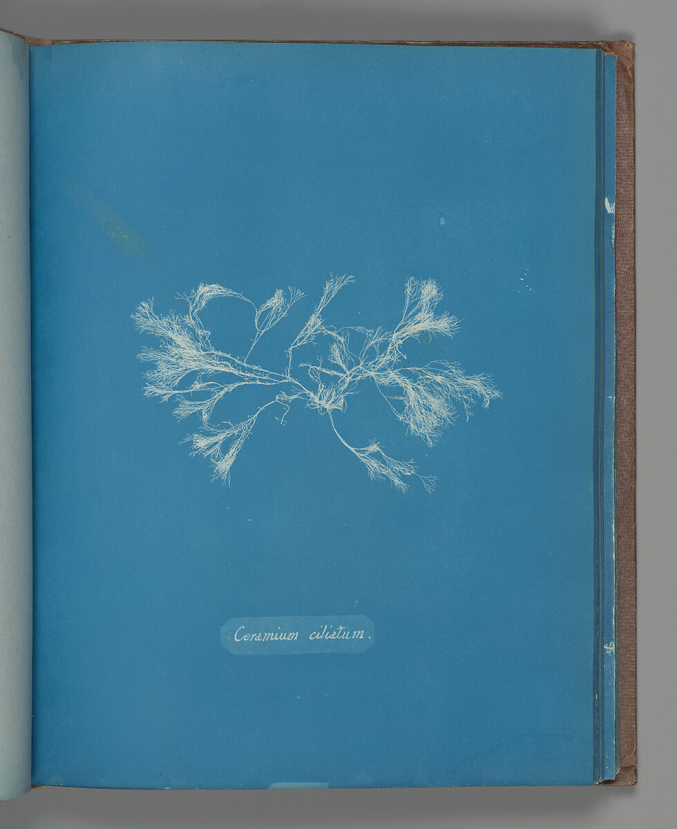 Ceramium ciliatum, Anna Atkins (British, 1799–1871), Cyanotype 