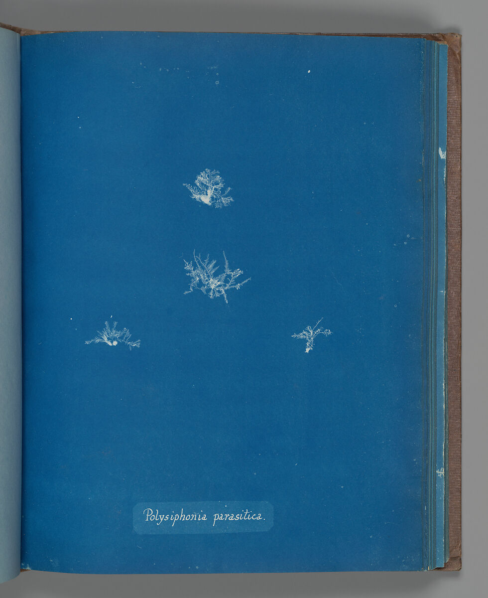 Polysiphonia parasitica, Anna Atkins (British, 1799–1871), Cyanotype 