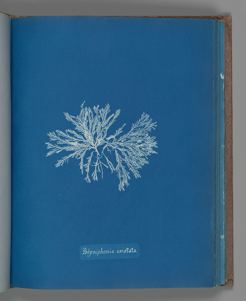 Polysiphonia cristata, Anna Atkins (British, 1799–1871), Cyanotype 