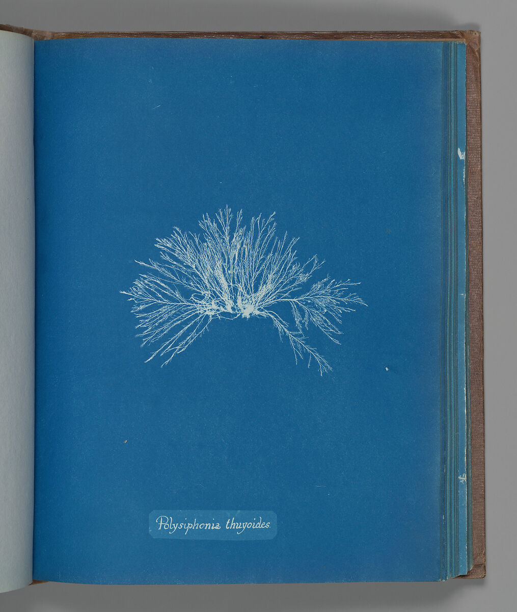 Polysiphonia thuyoides, Anna Atkins (British, 1799–1871), Cyanotype 
