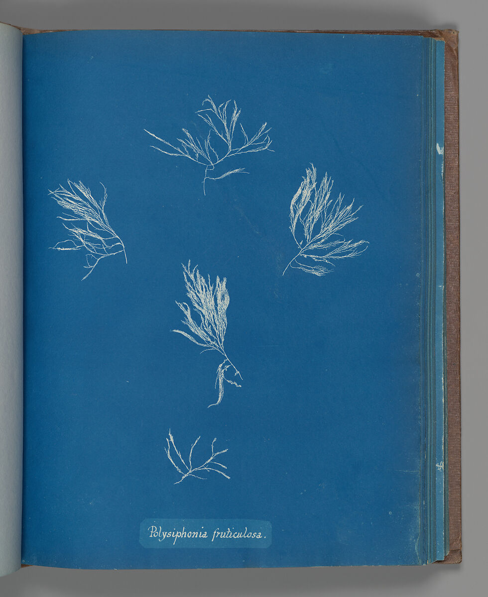 Polysiphonia fruticulosa, Anna Atkins (British, 1799–1871), Cyanotype 