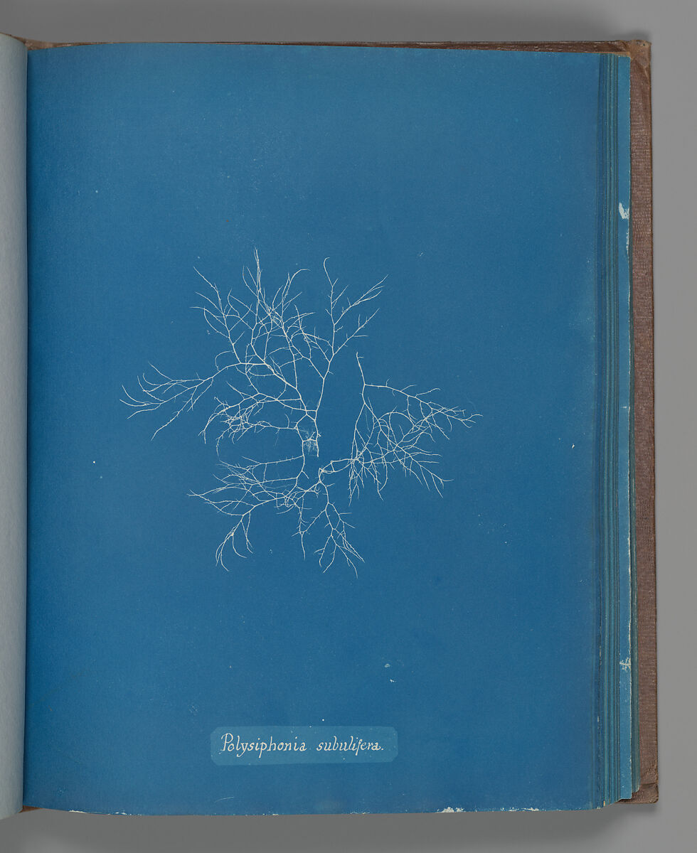 Polysiphonia subulifera, Anna Atkins (British, 1799–1871), Cyanotype 
