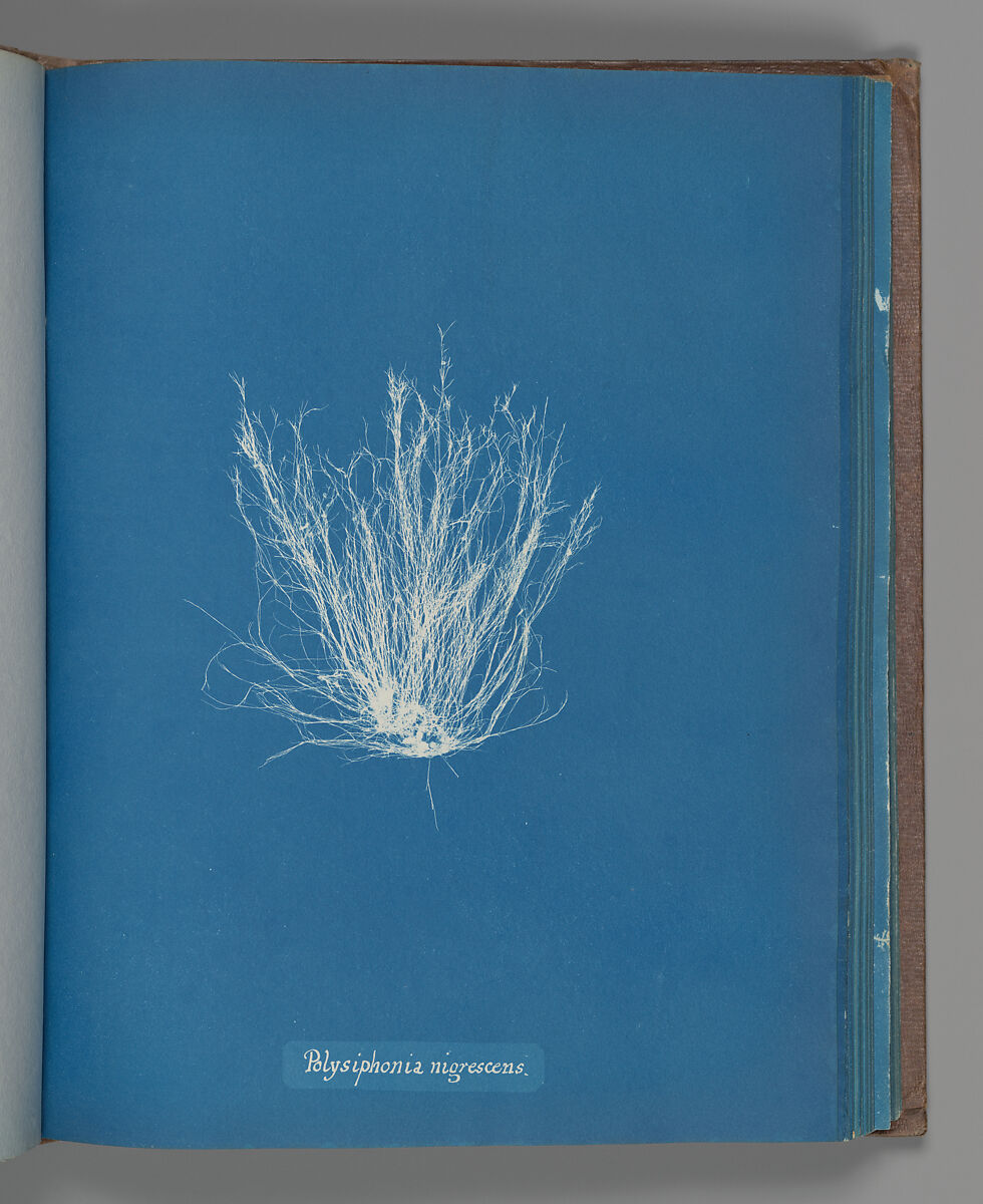 Polysiphonia nigrescens, Anna Atkins (British, 1799–1871), Cyanotype 