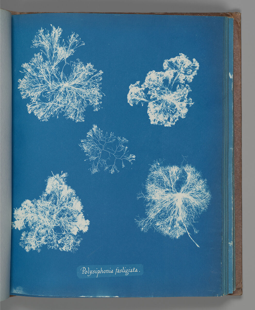 Polysiphonia fastigiata, Anna Atkins (British, 1799–1871), Cyanotype 
