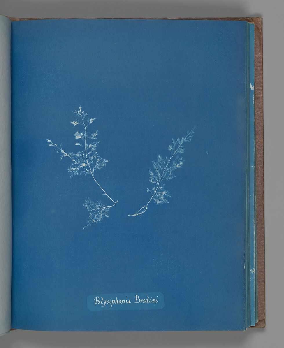 Polysiphonia Brodiæi, Anna Atkins (British, 1799–1871), Cyanotype 