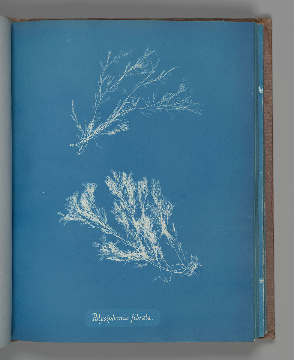 Polysiphonia fibrata, Anna Atkins (British, 1799–1871), Cyanotype 