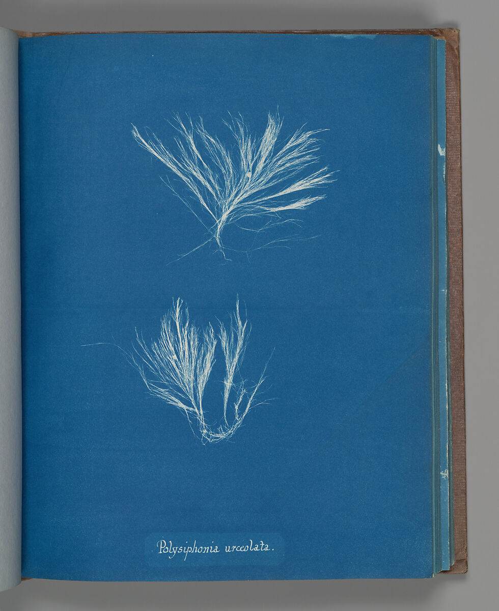 Polysiphonia urceolata, Anna Atkins (British, 1799–1871), Cyanotype 