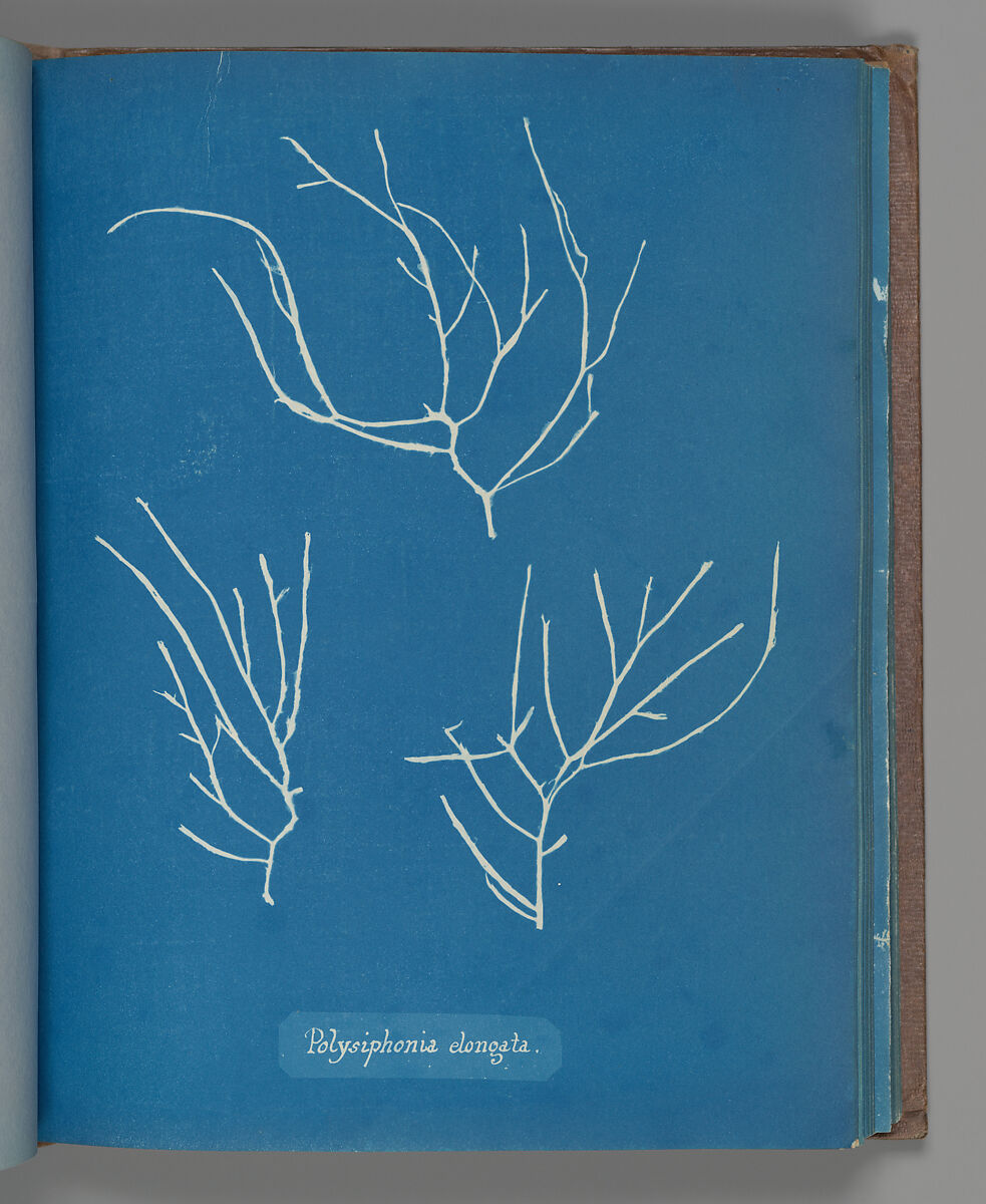 Polysiphonia elongata, Anna Atkins (British, 1799–1871), Cyanotype 