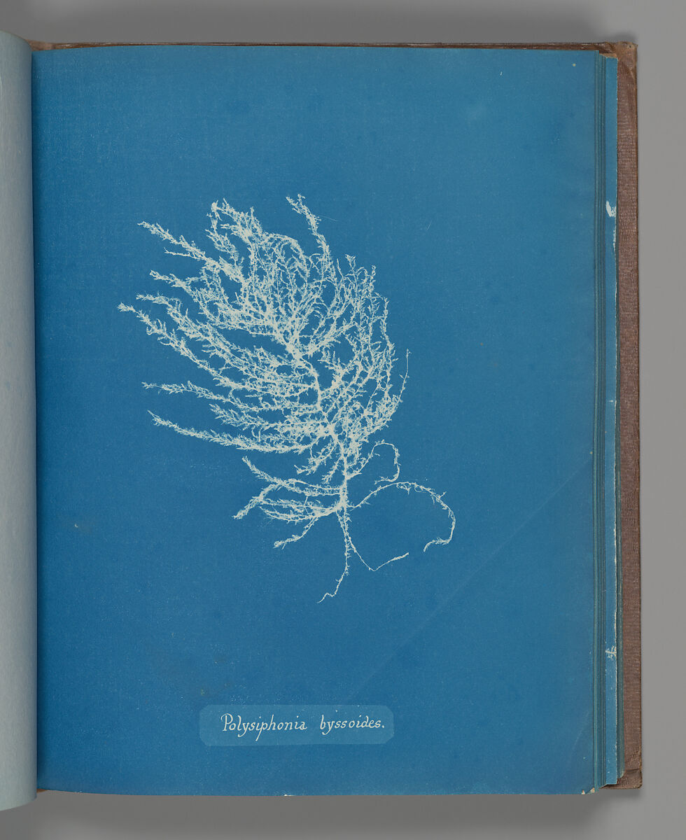 Polysiphonia byssoides, Anna Atkins (British, 1799–1871), Cyanotype 