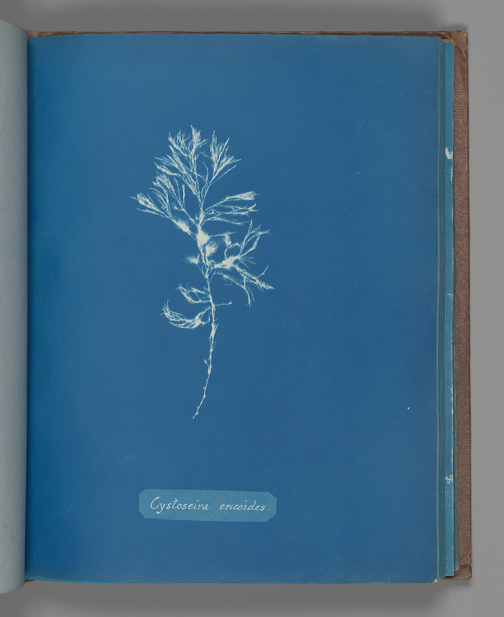 Cystoseira ericoides, Anna Atkins (British, 1799–1871), Cyanotype 