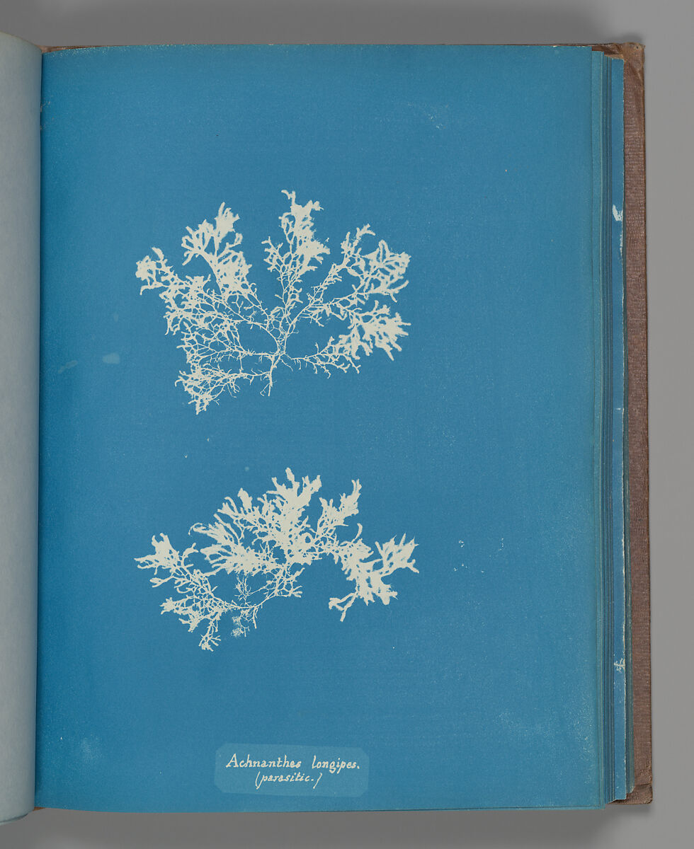 Achnanthes longipes. (parasitic.), Anna Atkins (British, 1799–1871), Cyanotype 