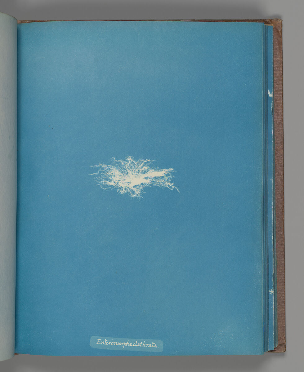 Enteromorpha clathrata, Anna Atkins (British, 1799–1871), Cyanotype 