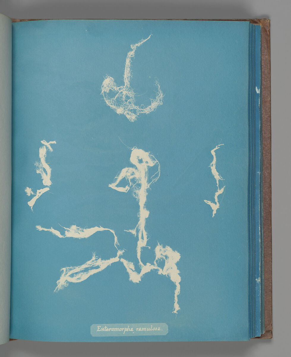 Enteromorpha ramulosa, Anna Atkins (British, 1799–1871), Cyanotype 