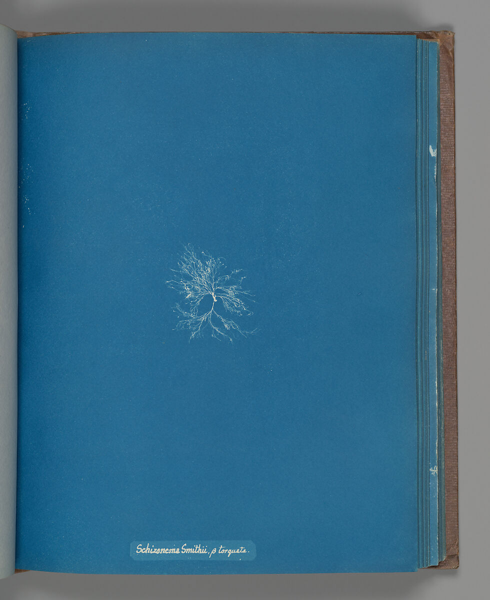 Schizonema Smithii, ß torqata, Anna Atkins (British, 1799–1871), Cyanotype 